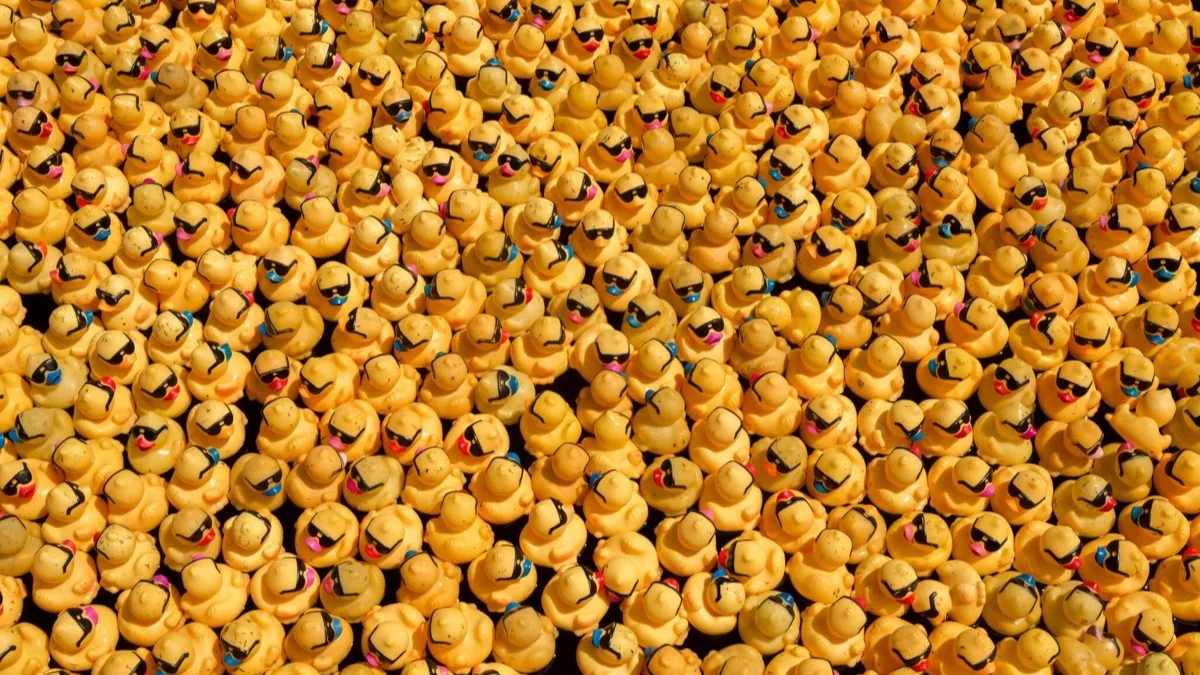 A massive pile of yellow rubber race ducks.