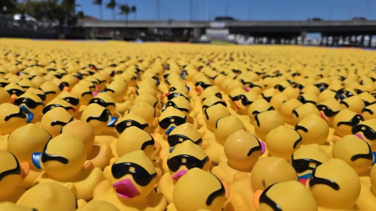 An overview of a huge field of yellow rubber ducks ready to race.