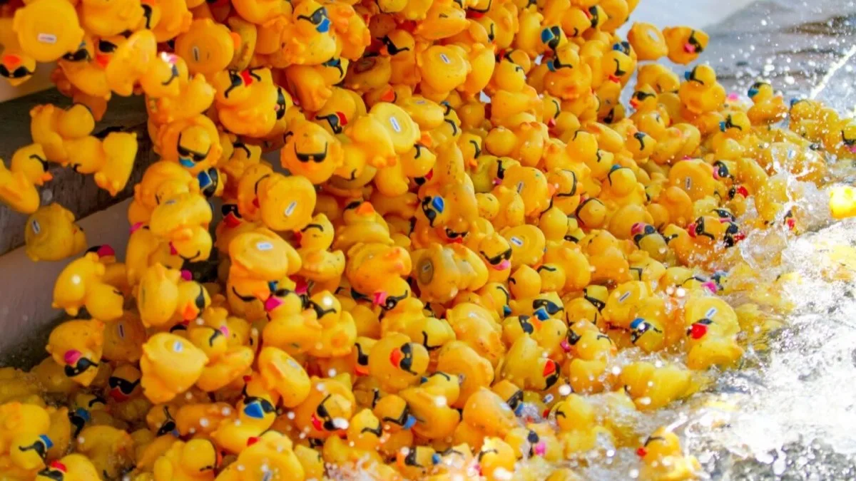 Rubber ducks being dumped into the water at the start of a race.