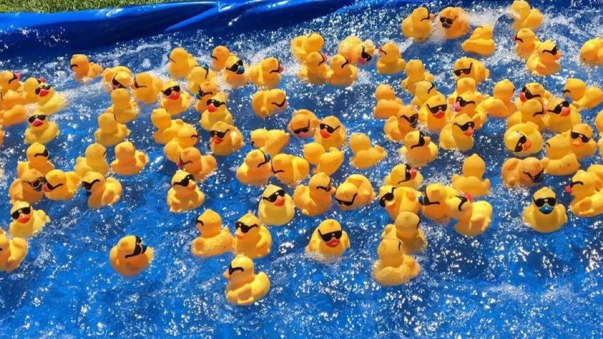 Yellow rubber ducks racing down a waterway.