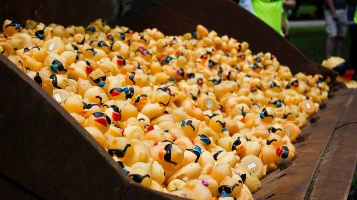 A front loader pouring thousands of yellow rubber ducks.