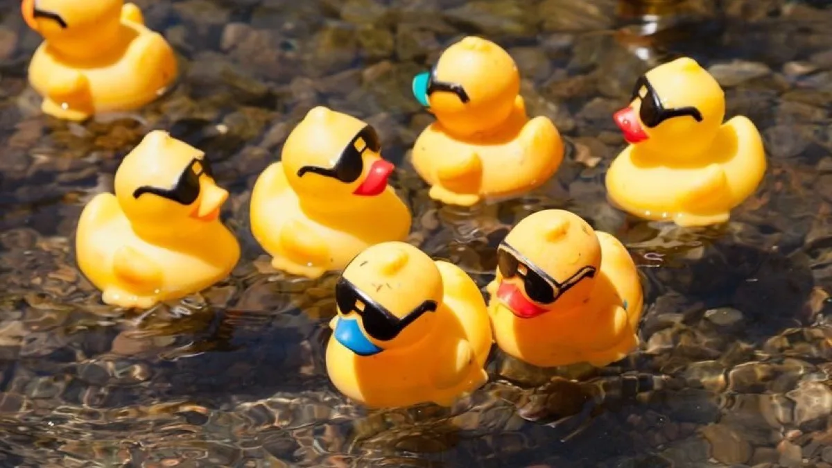 Yellow rubber ducks floating on the water during a race.
