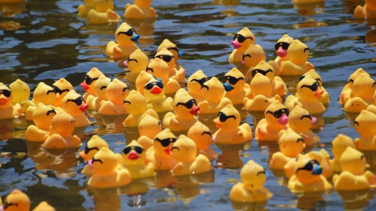 Yellow rubber ducks drifting across open water.