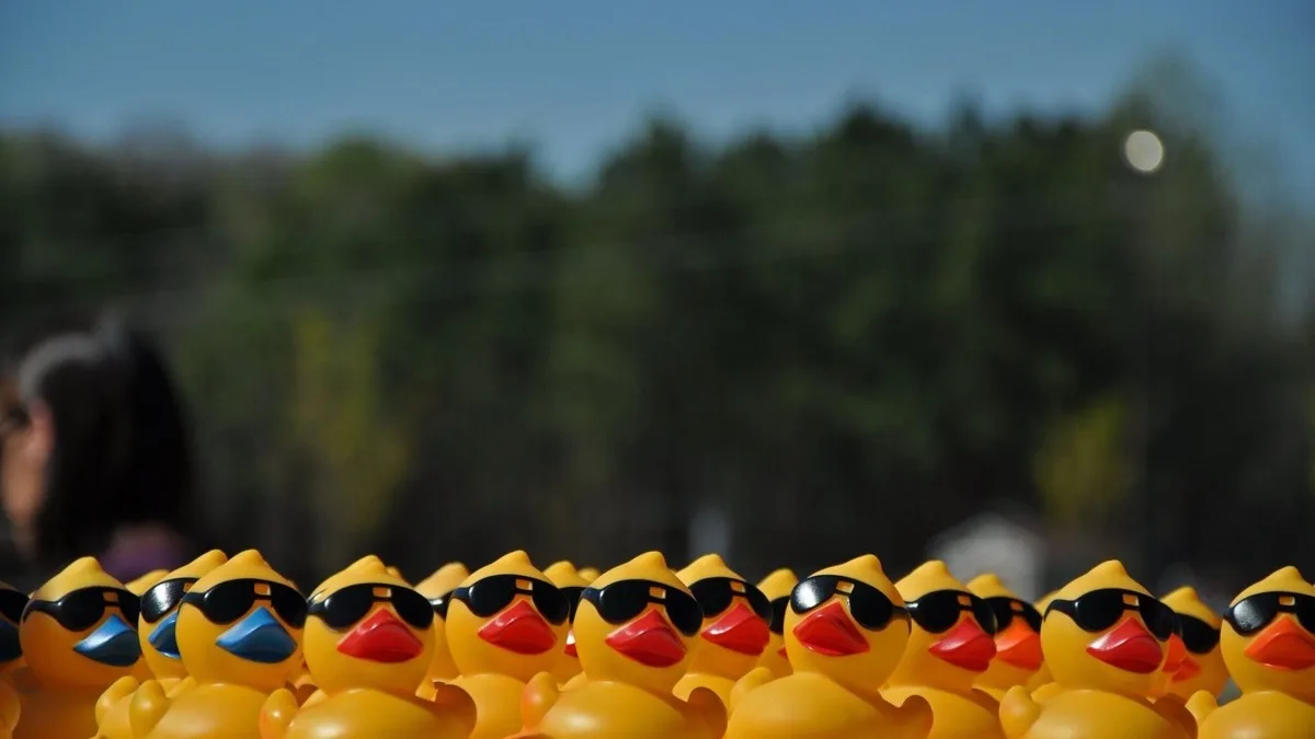 Yellow rubber ducks lined up in a neat row.
