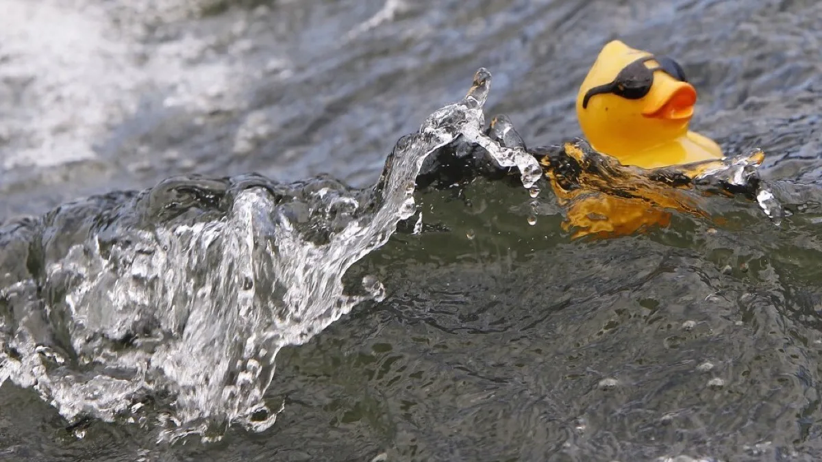 A yellow rubber duck riding a wave.