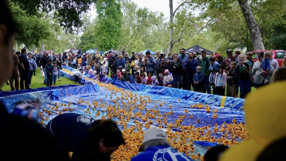 Yellow rubber ducks at the Glendale duck race.