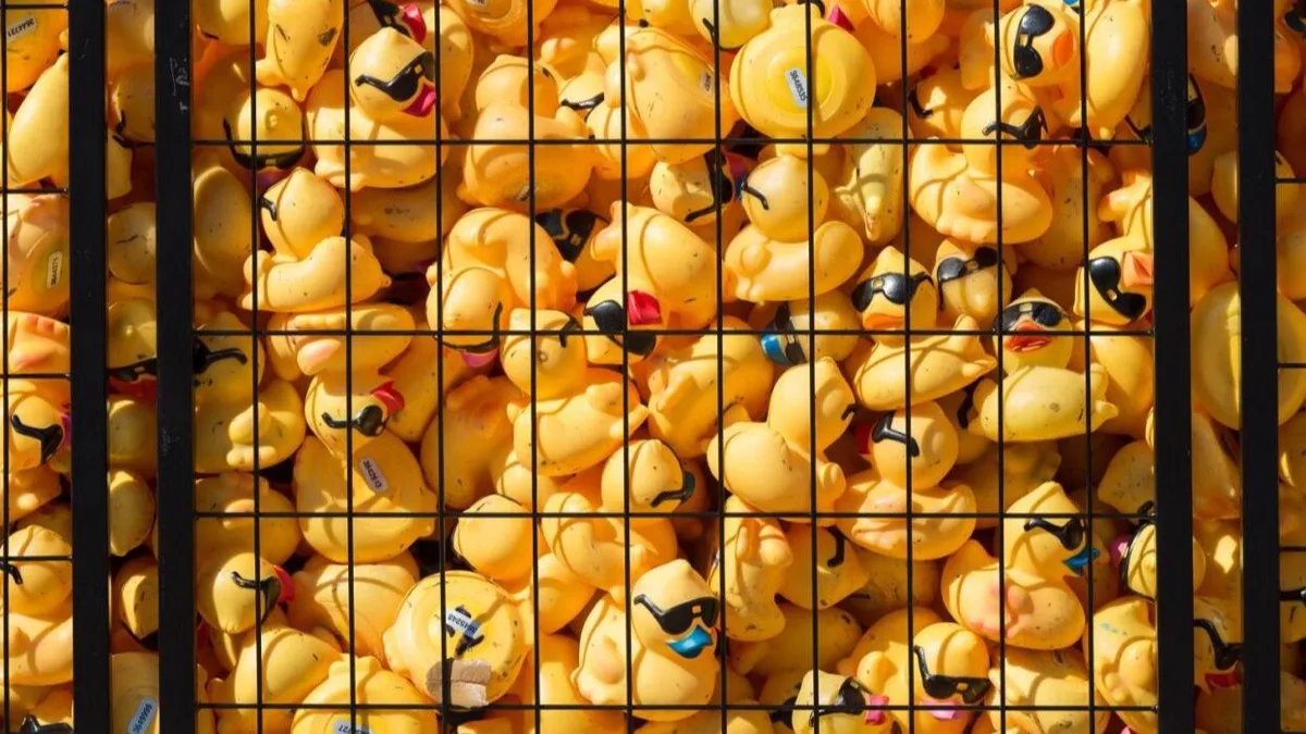 Hundreds of numbered rubber ducks packed behind a wire grid, sorted and ready for race day.