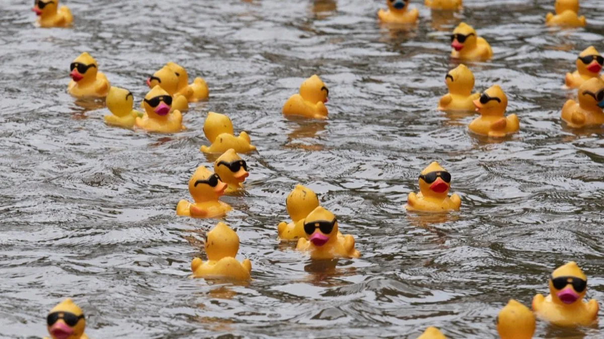 Yellow rubber ducks floating on the water.