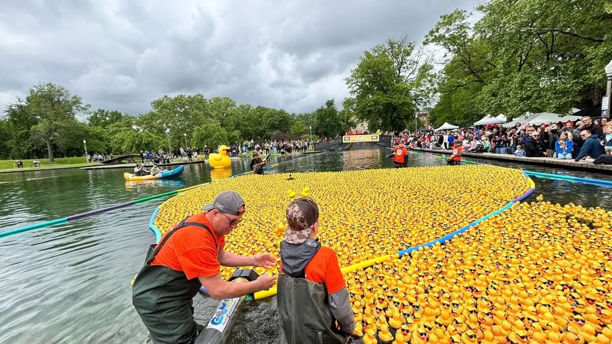 Two volunteers in waders guide thousands of yellow rubber ducks down a canal while a crowd watches from the banks.