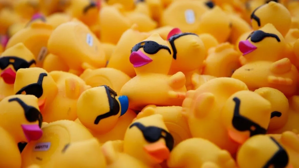 A large pile of yellow rubber race ducks.
