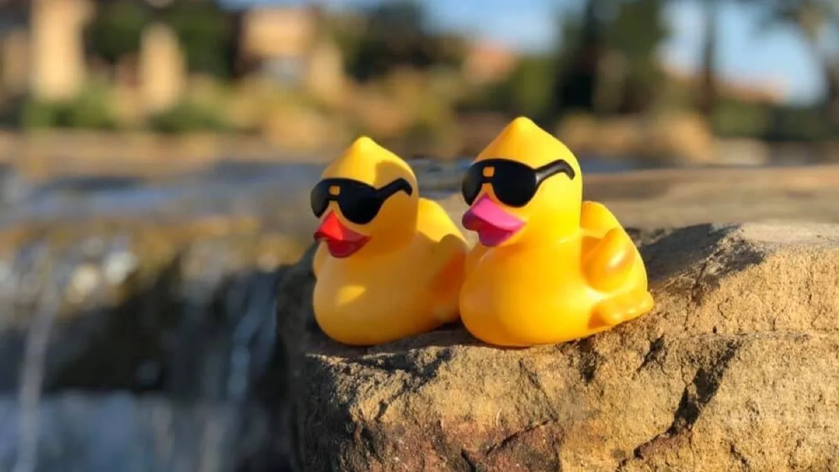 Two rubber ducks perched on a rock.
