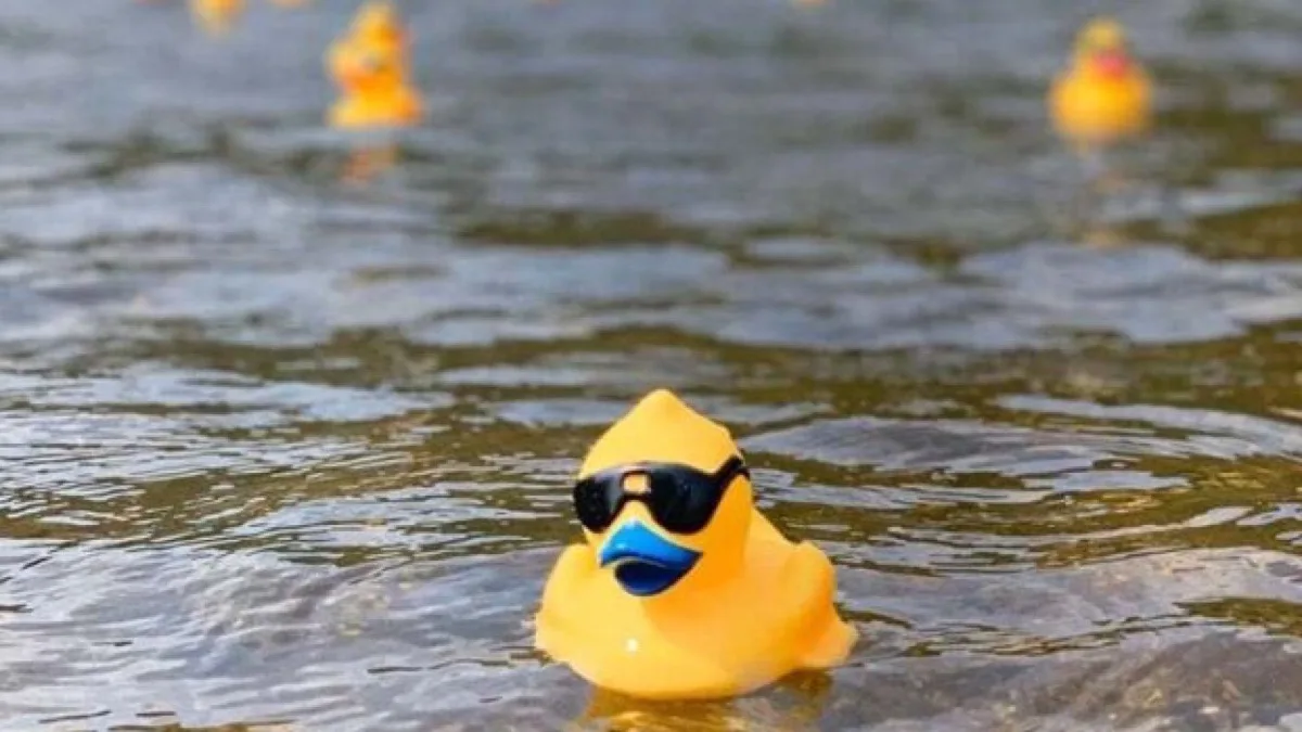 A single yellow rubber duck floating in the water.